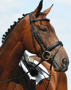 Collegiate Syntovia+ Padded Raised Flash Bridle