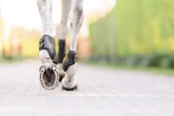 EquiFit® Eq-Teq™ Hind Boots