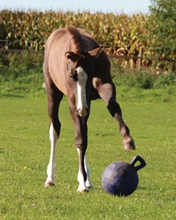 Horsemen's Pride™ Jolly Ball®