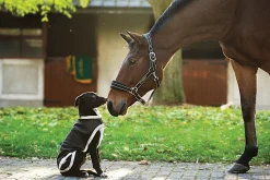 Horseware® Ireland Rambo® Waterproof Dog Blanket