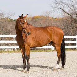 Horze Harrison Bridle