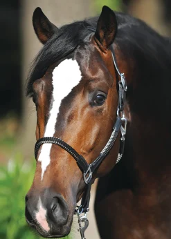 Kavalkade Cavo Halter