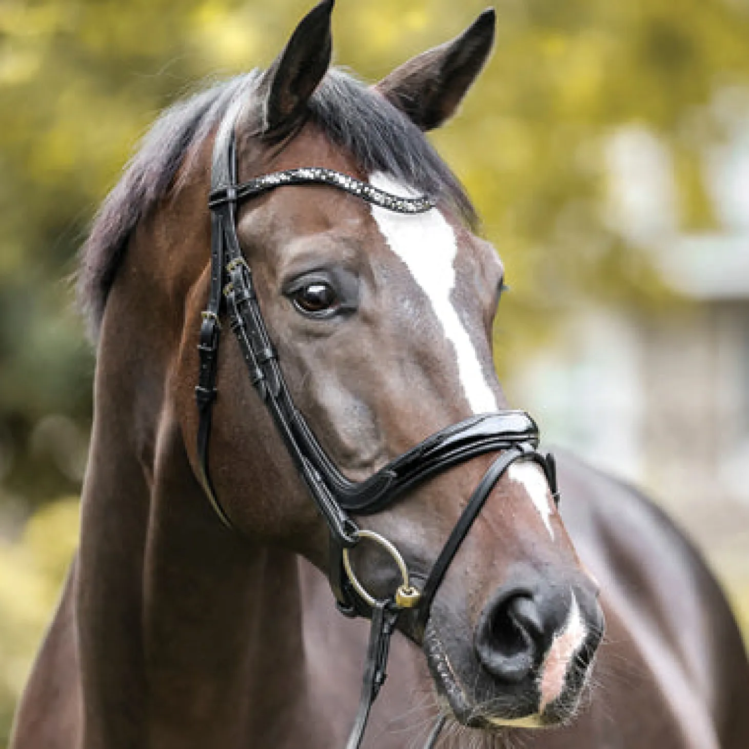 Kavalkade Ivana Snaffle Bridle