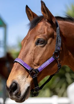 Kensington™ Premium Halter