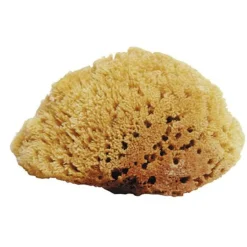 Natural Sea Sponges