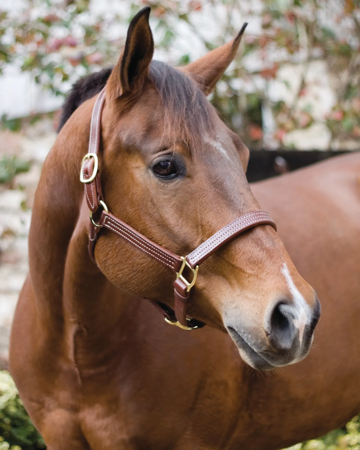 Perri’s® Horse Professional Show Halter