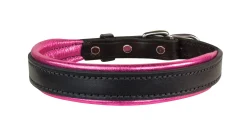 Perri’s® Padded Leather Nameplate Dog Collar