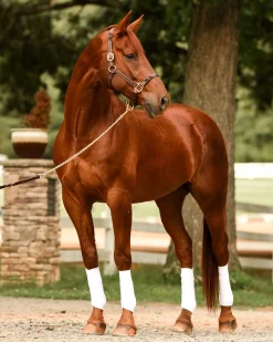 Perri’s® Twisted Leather Halter