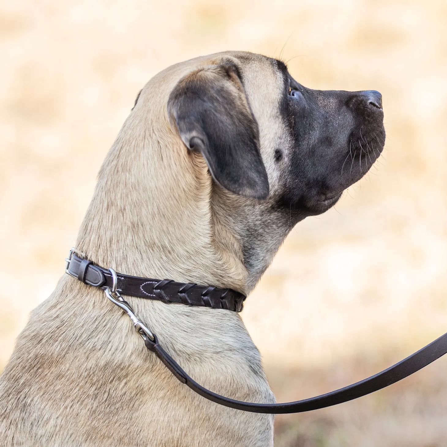 Rider’s International™ Laced Rein Dog Collar