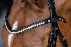 Schockemöhle Pisa Drop Nose Bridle