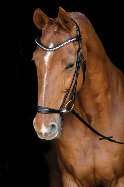Schockemöhle Pisa Drop Nose Bridle