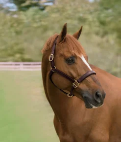 Showmark™ Classic Fancy-Stitched Leather Halter