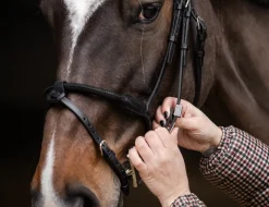 Stübben Pro Jump Bridle with Removable Flash Noseband