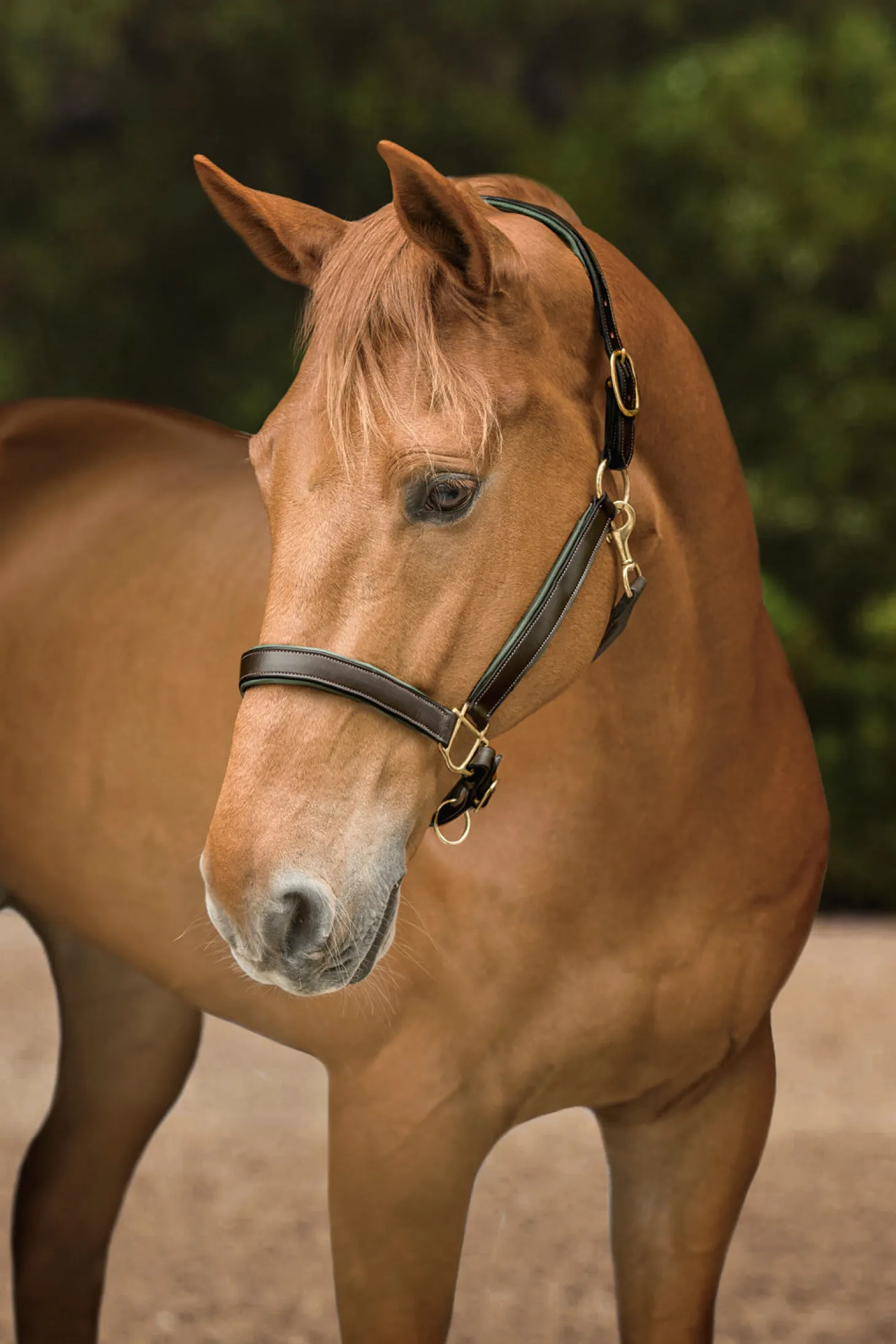 Suffolk™ Lined Halter