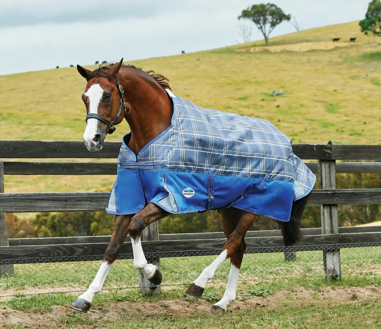 WeatherBeeta® Free Standard Neck Turnout Sheet